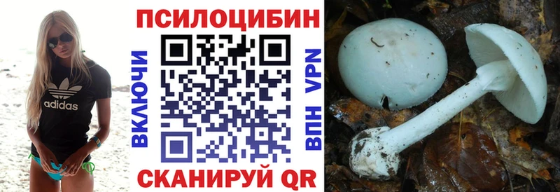 дарнет шоп  Чегем  Галлюциногенные грибы Psilocybe 